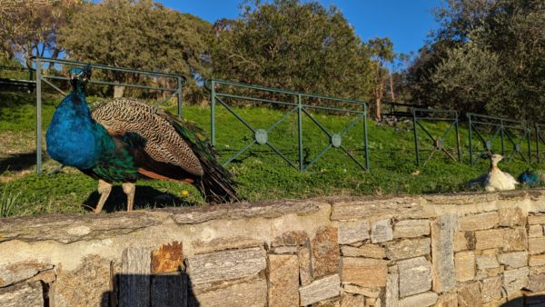 Saint Tropez Citadelle5